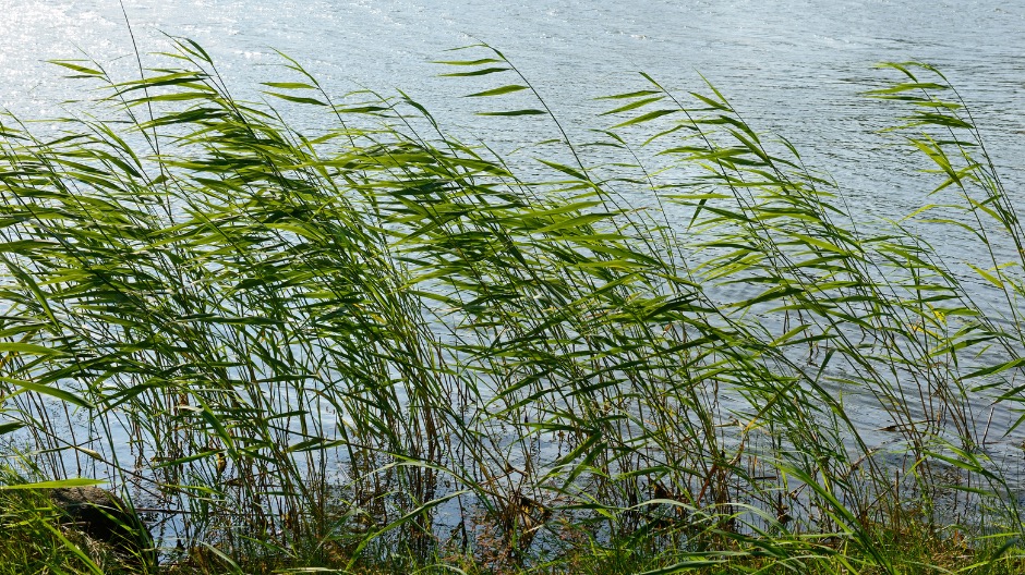 川沿いの草が強い風に揺れている風景